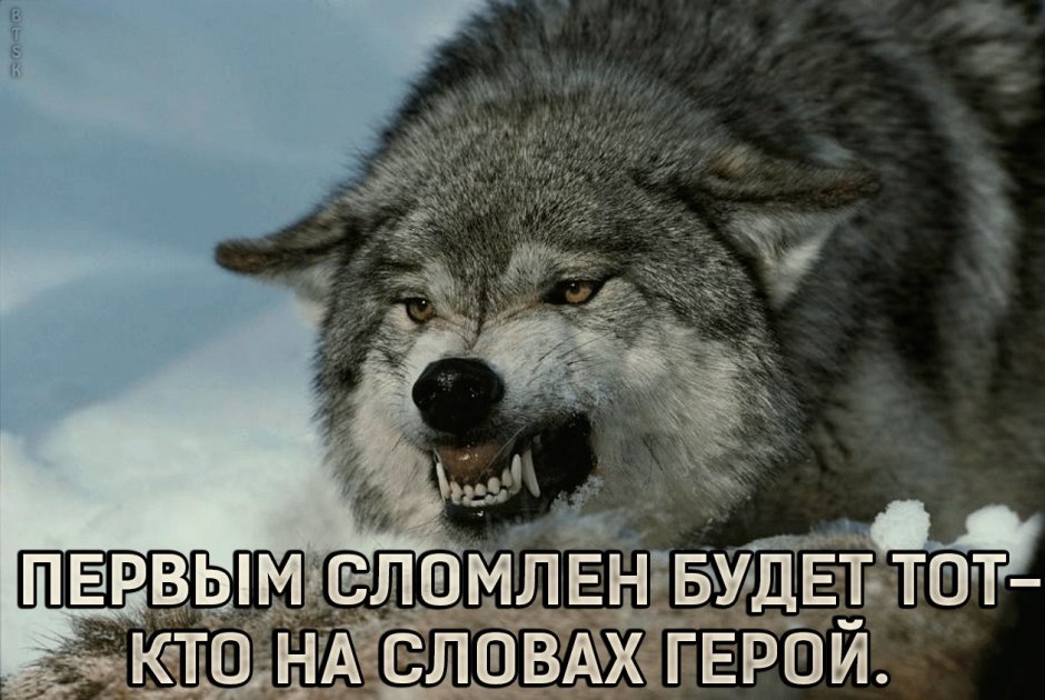 Волк оскал