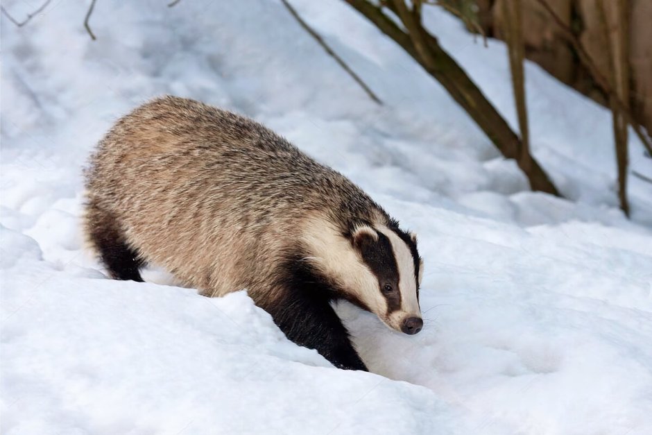 Badger Badger