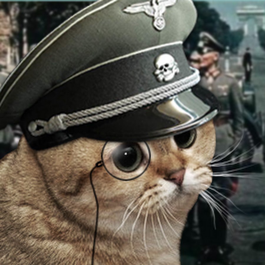 Котик в военной форме