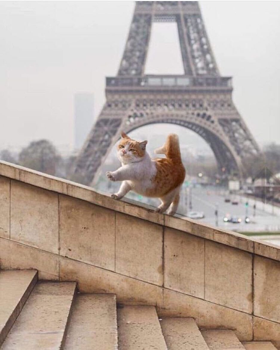 Кошки во Франции