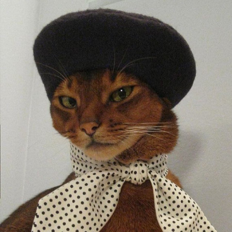 Кот француз