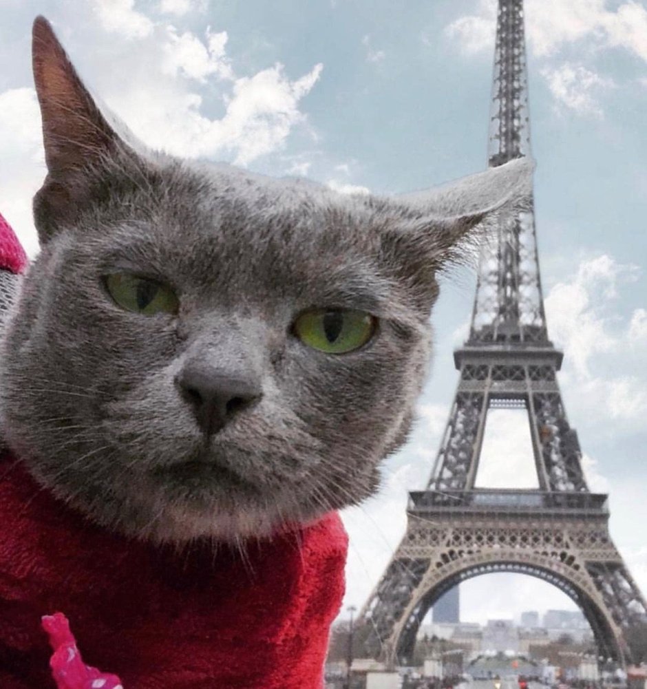 Кот в Париже
