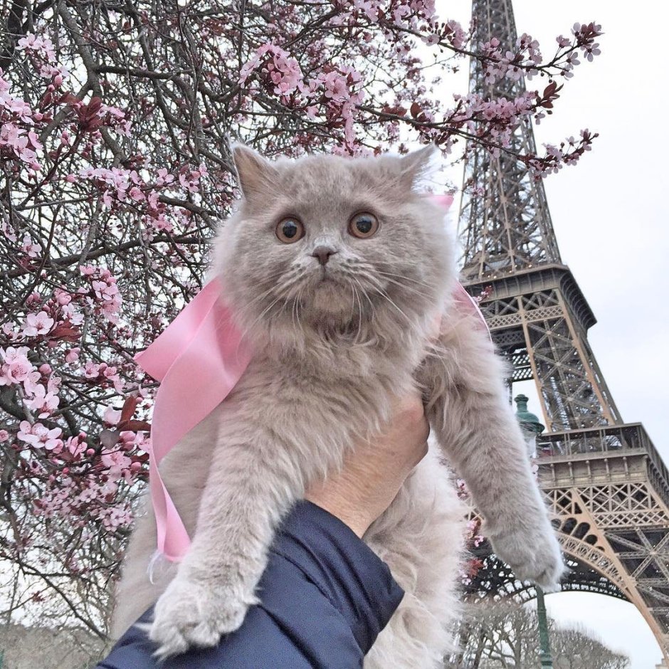 Кот во Франции