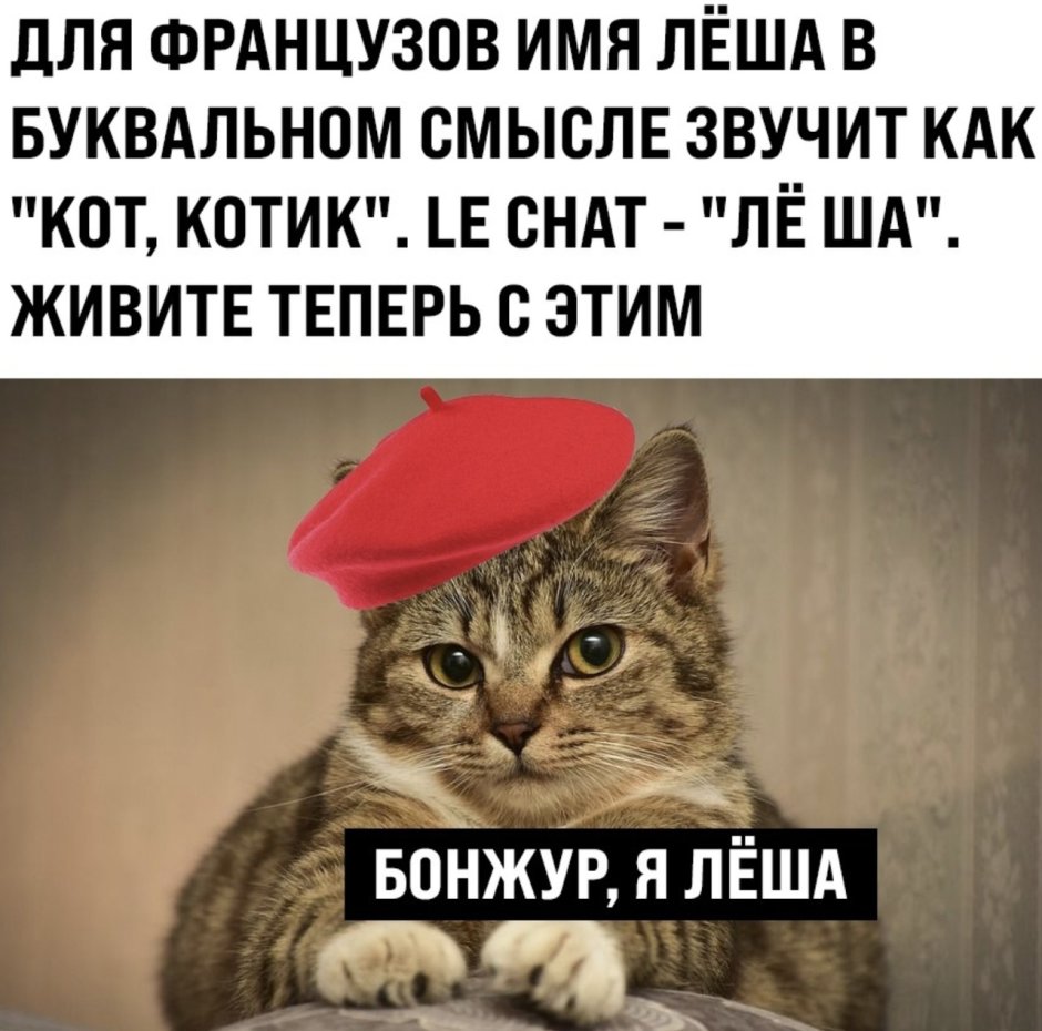 Лёша по французски котик