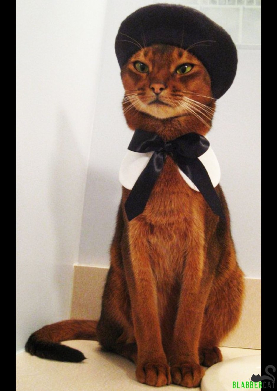 Абиссинский кот в одежде