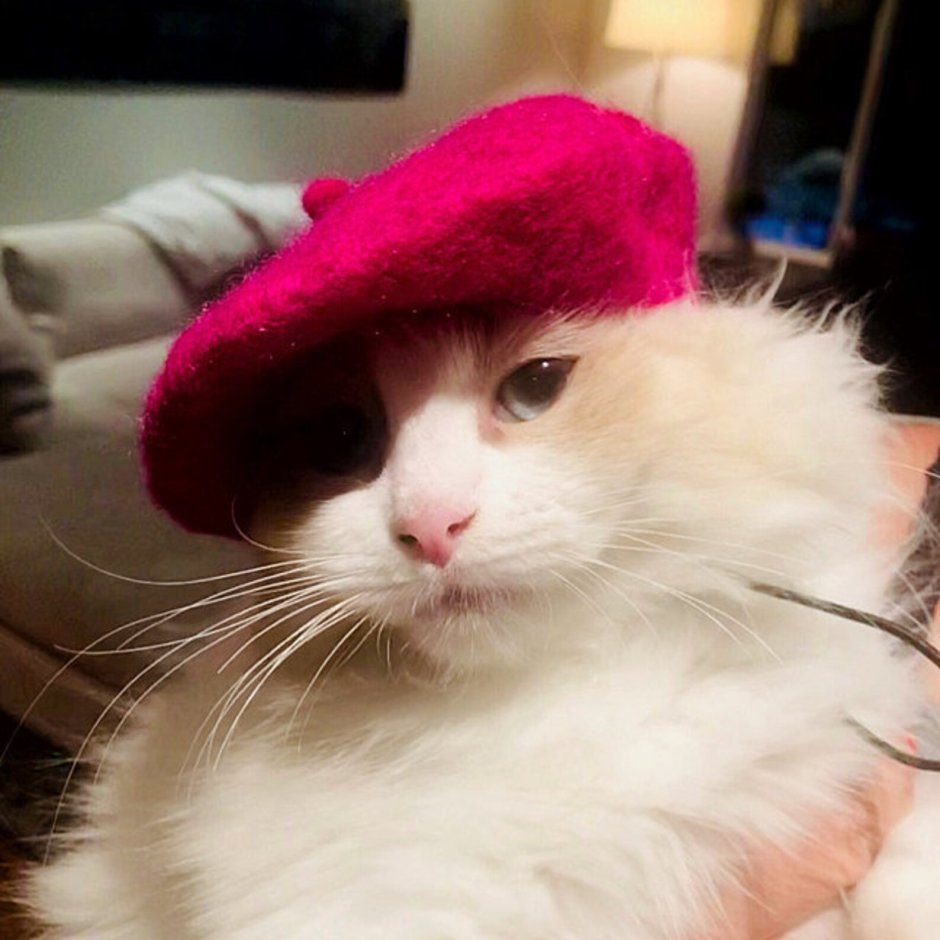 Кошка француженка