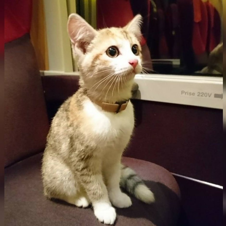 Французский котик