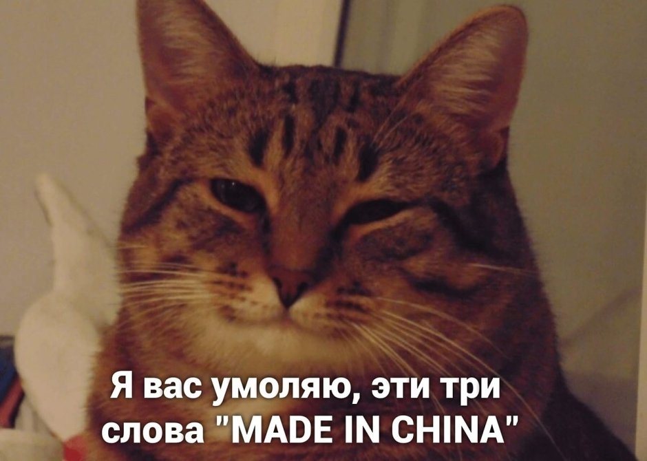 Котик да