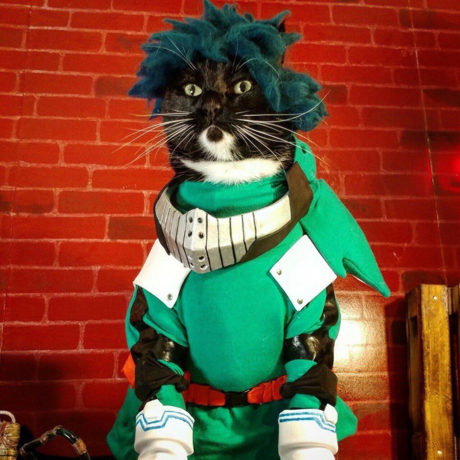 Коты косплей