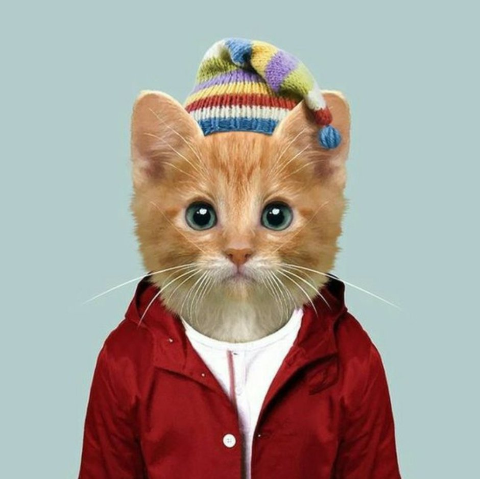 Животные в одежде людей