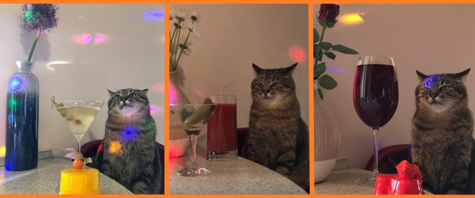 Кот Степан