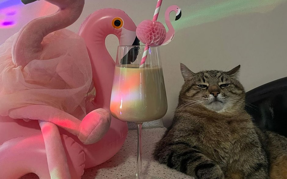 Котенок с бокалом вина