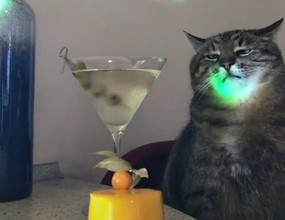 Кот с вином