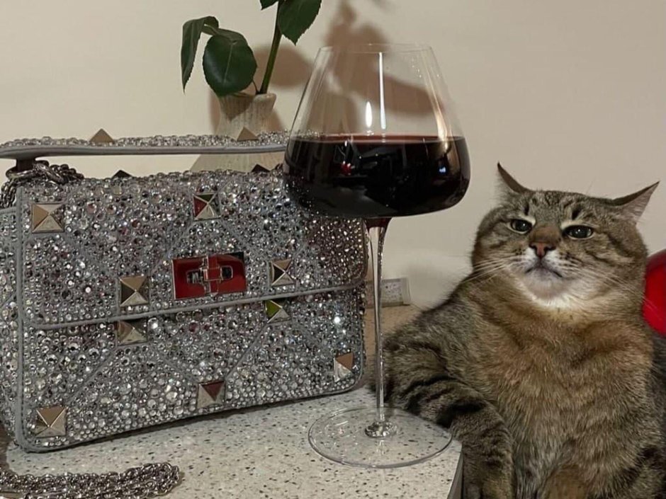 Первый кот