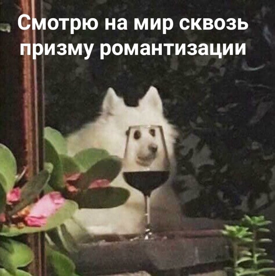 Кот с вином и сыром
