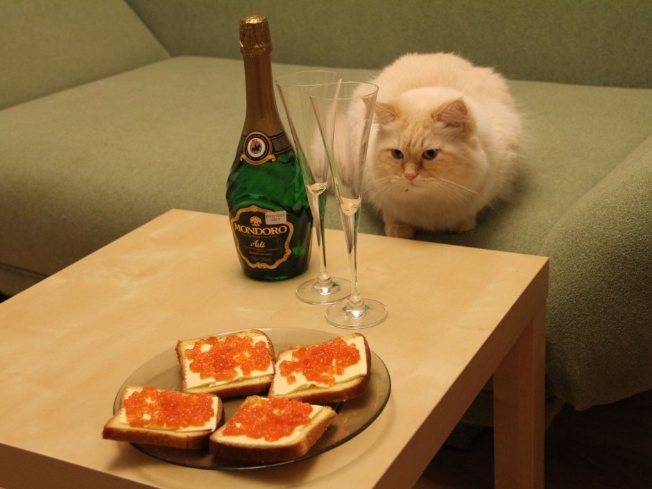 Кот с винишком