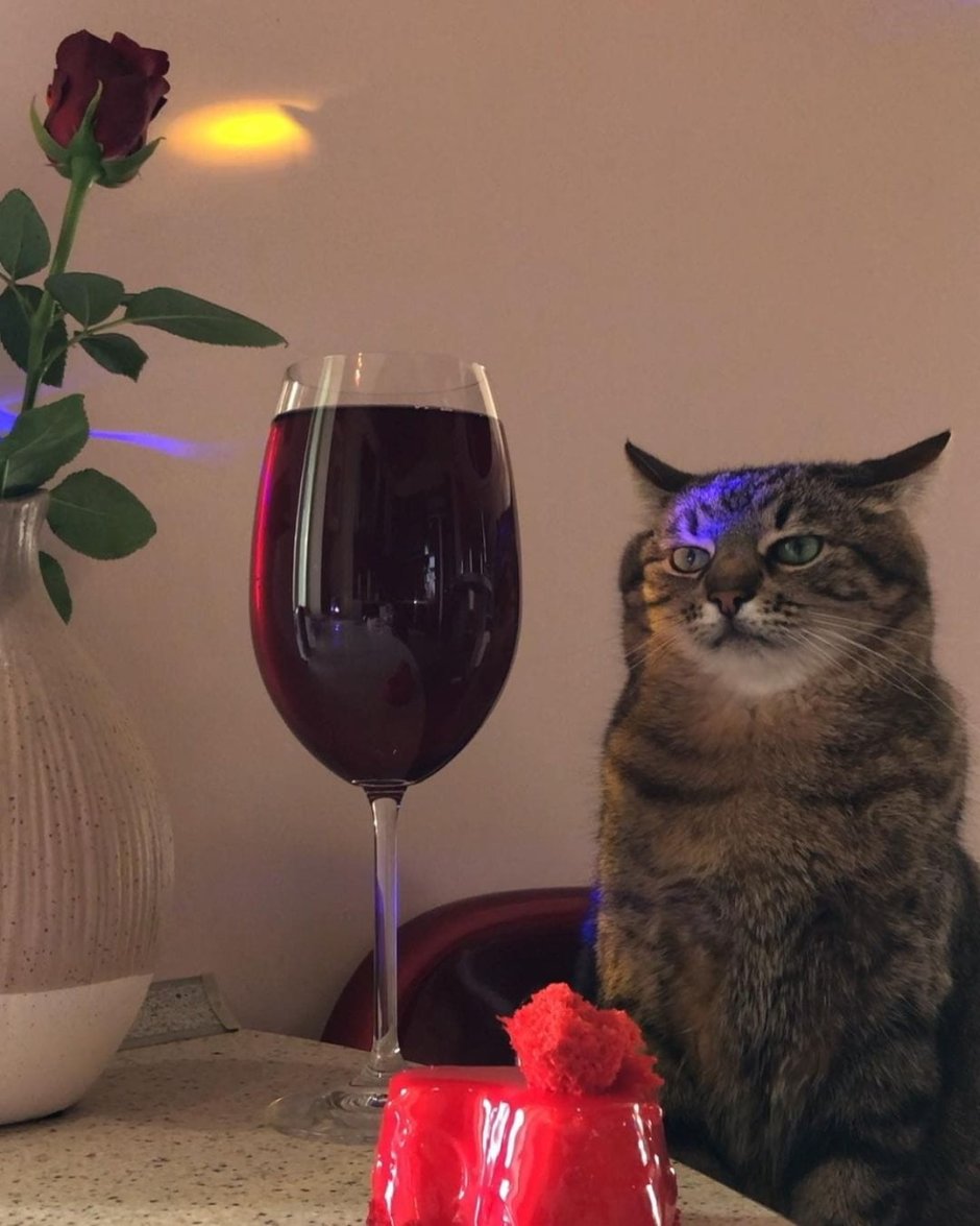 Кот Степан Харьков