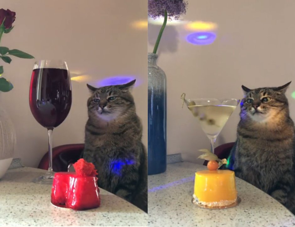 Грустный кот Степан