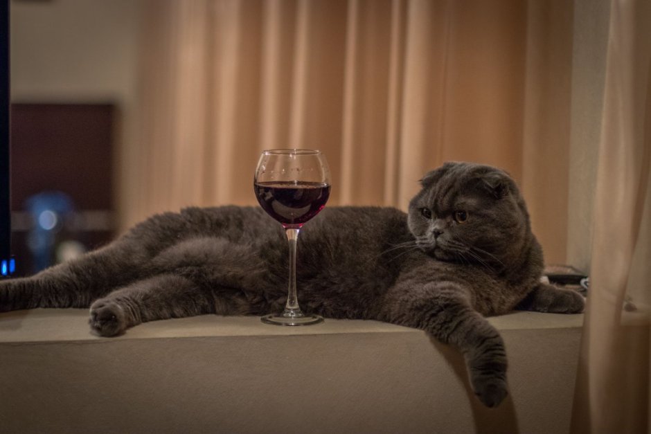 Кот с бокалом
