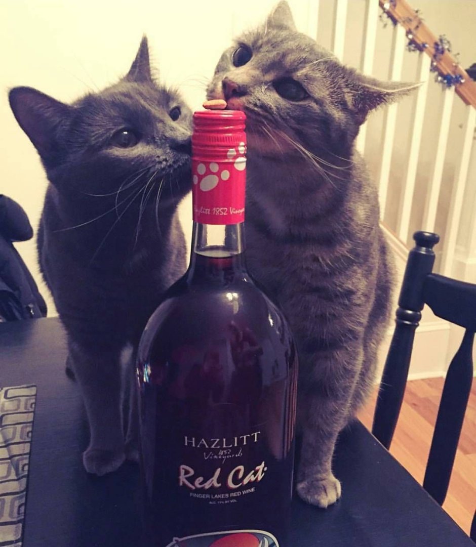 Кот с бокалом