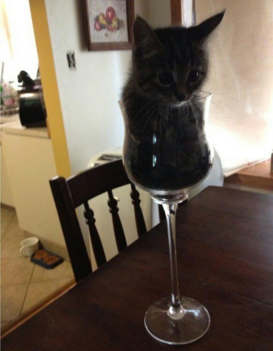 Кошка с бокалом
