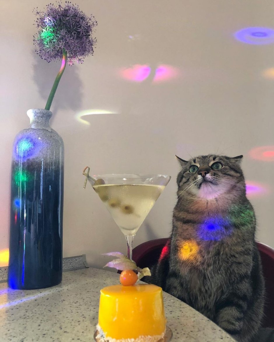 Кот с боку