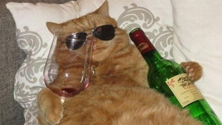 Кошачье вино