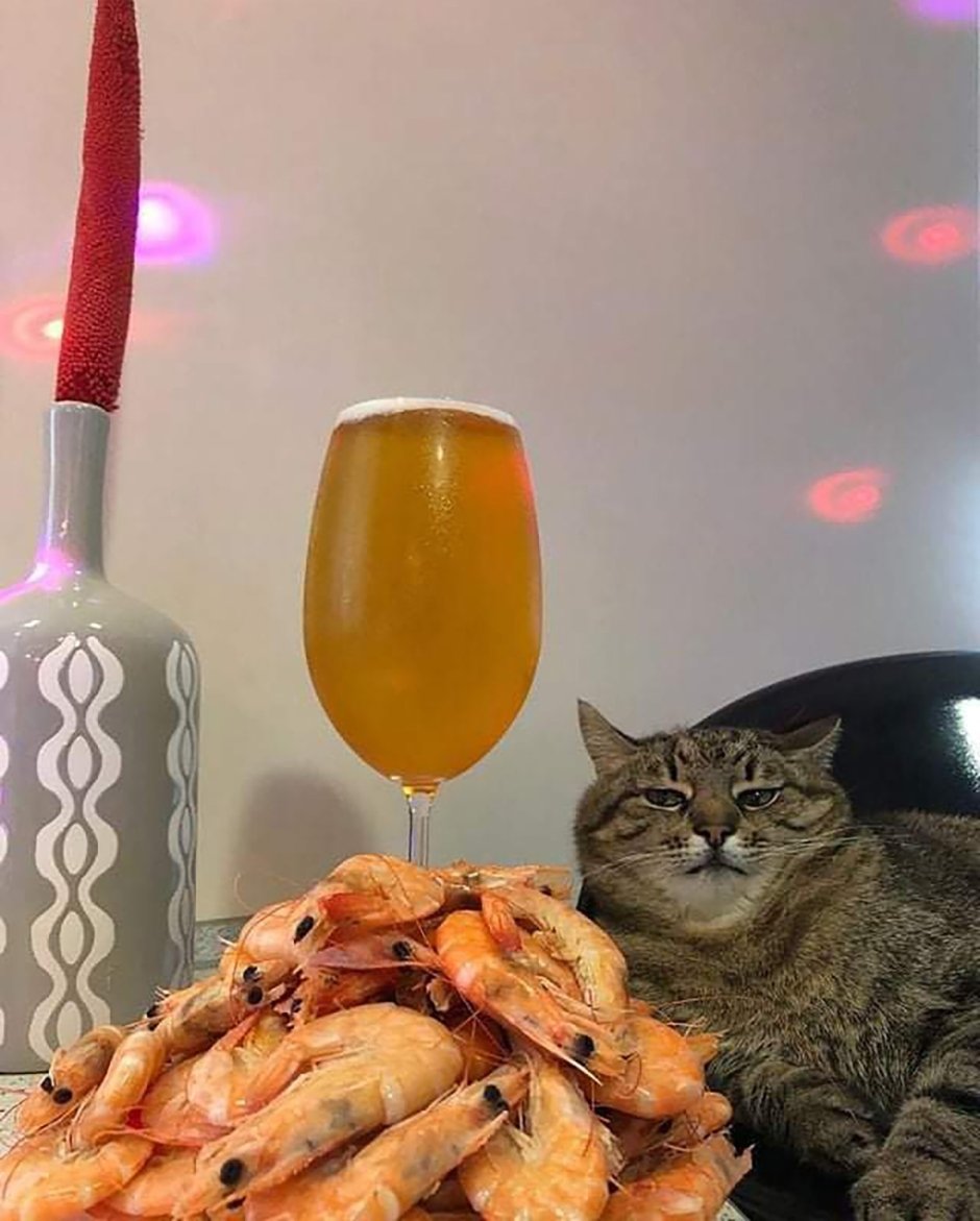 Котик и шампанское