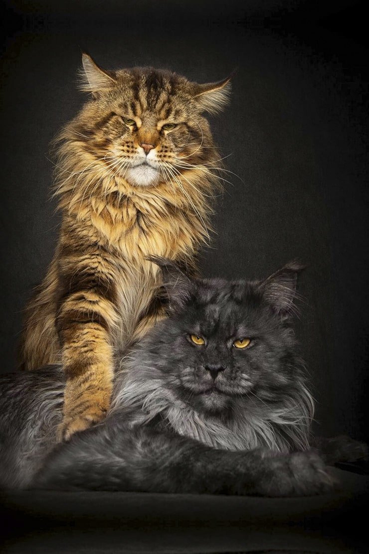 Мэйн кошка Мейн кун