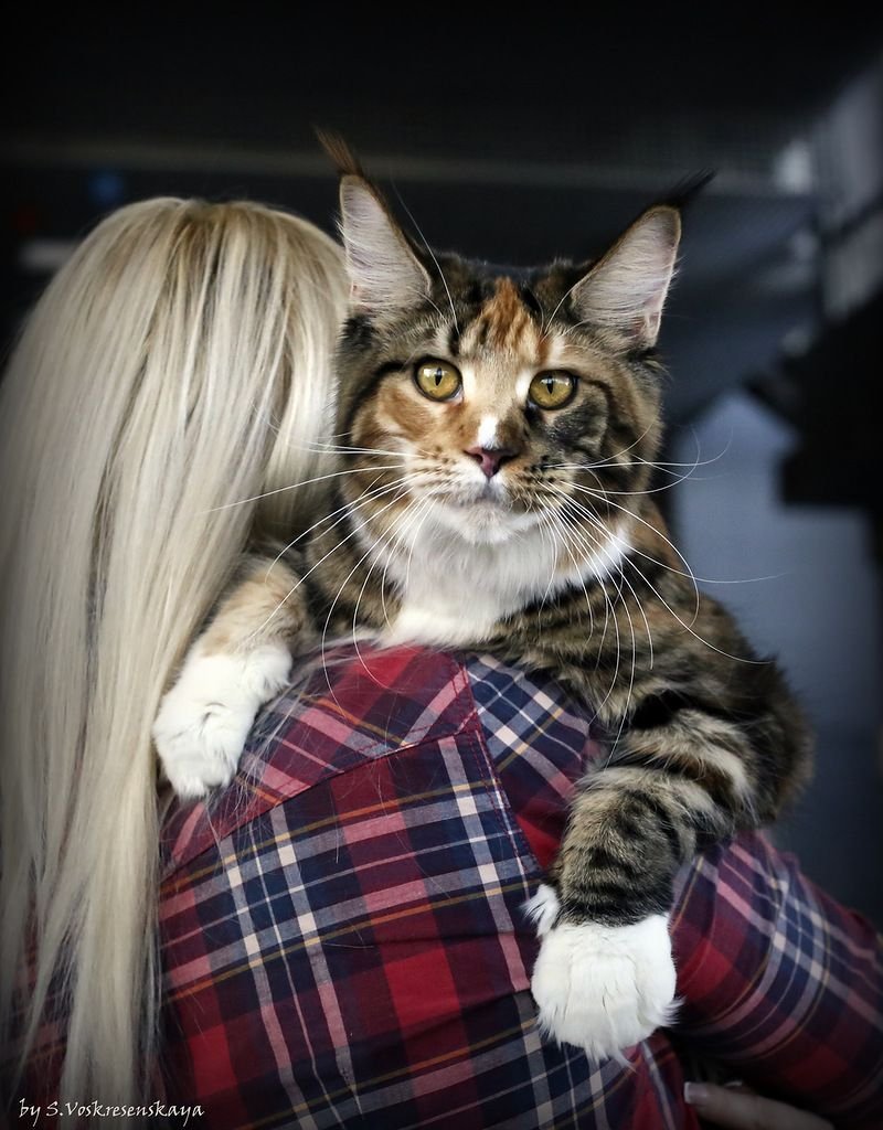 Мейн кун рыжий котенок