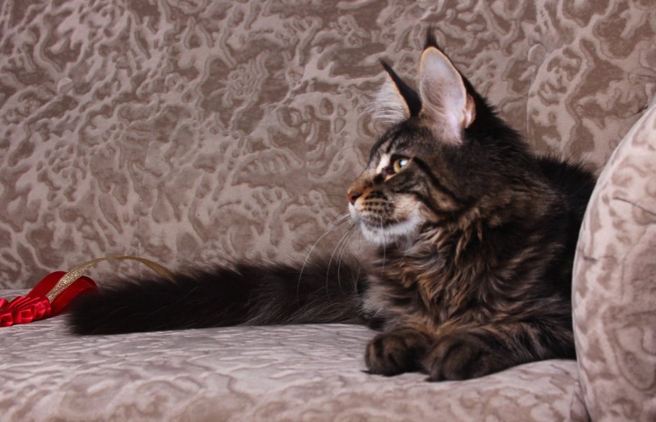 Мейн кун 16 кг