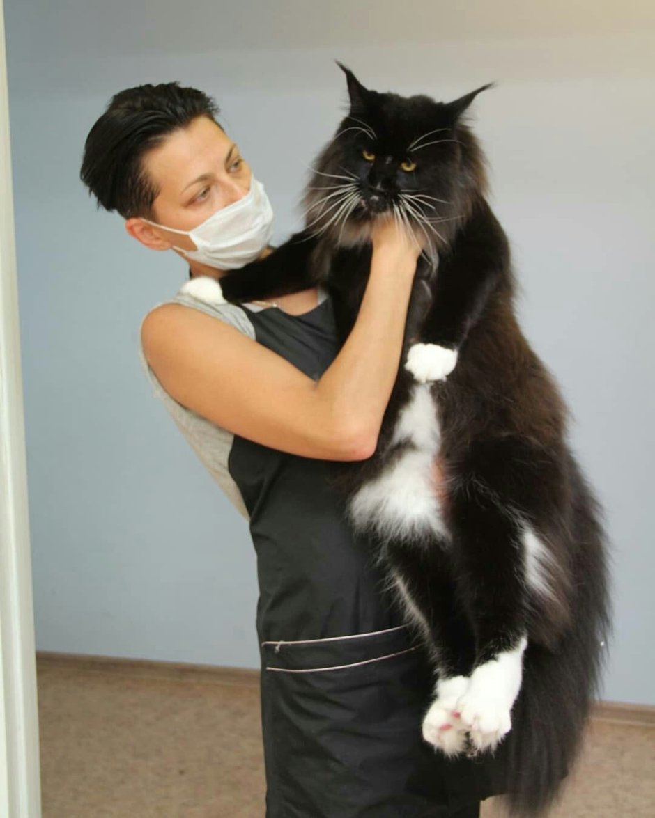 Кот Мейн кун с хозяином