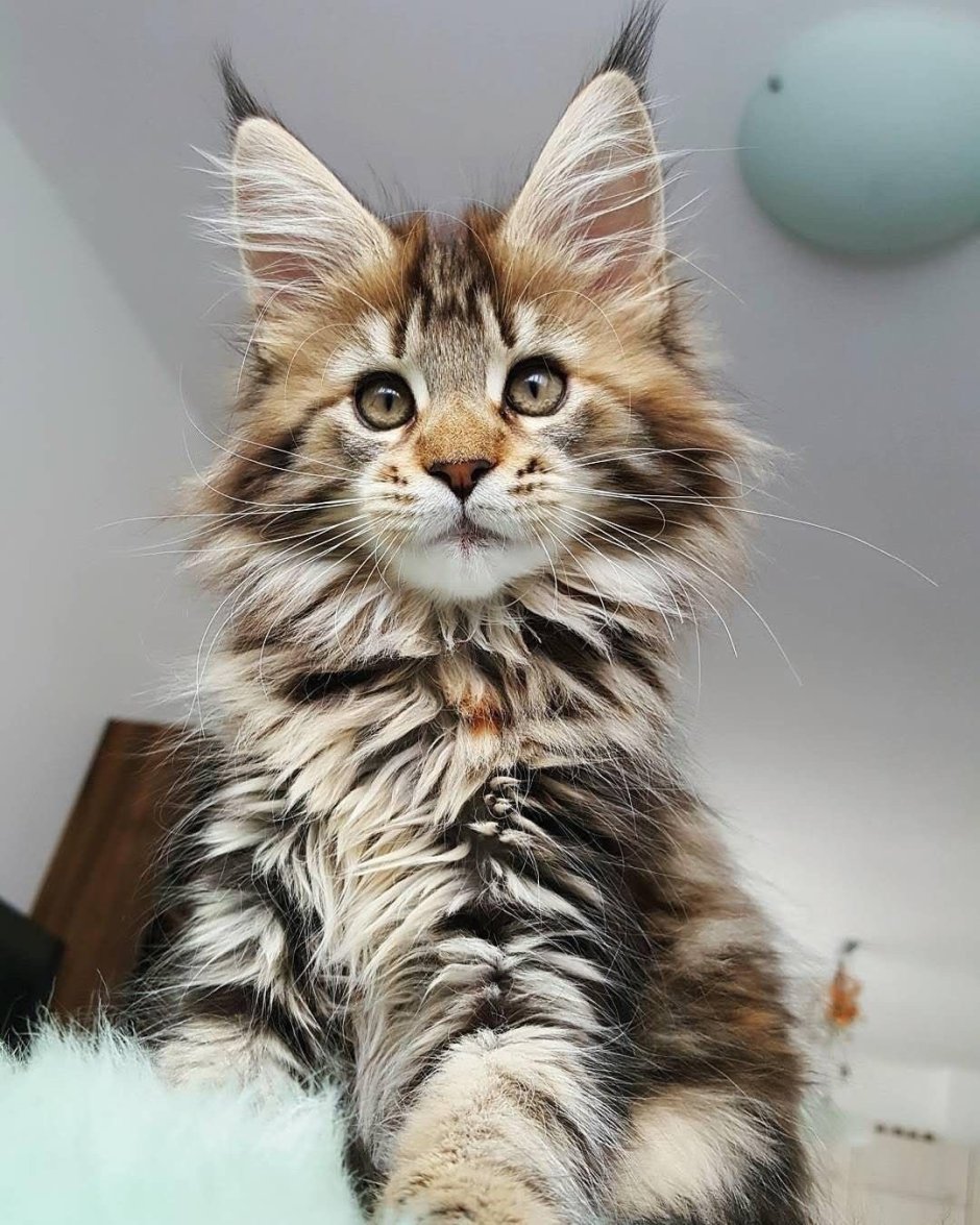 Порода кошек похожая на Льва