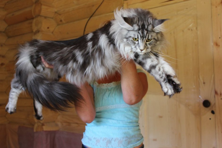 Мейн кун на руках