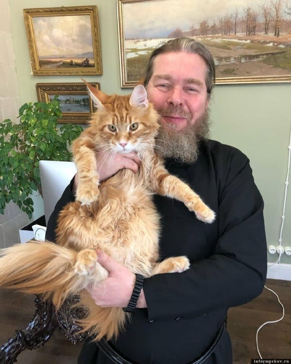 Кот Мейн кун