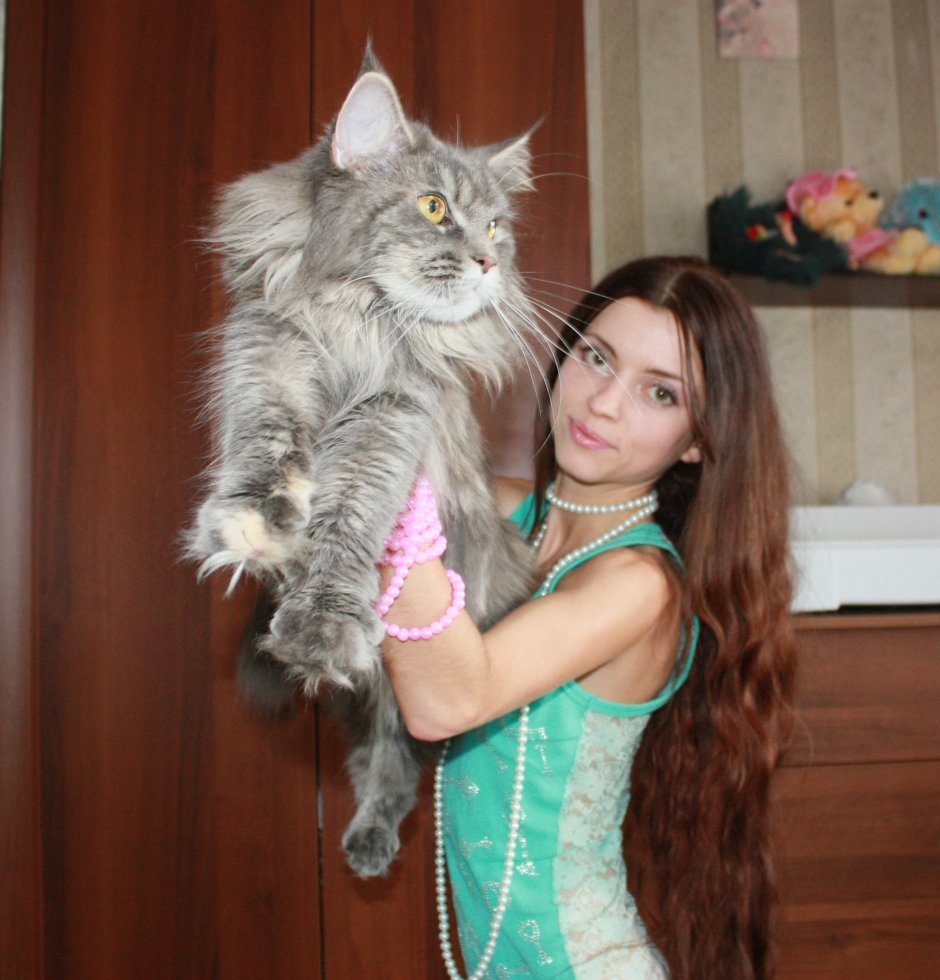 Мейн кун Роберт сижка