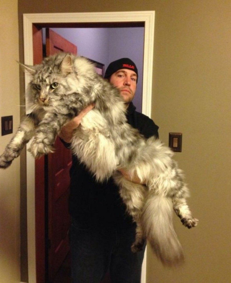 Мейн кун Павла воли