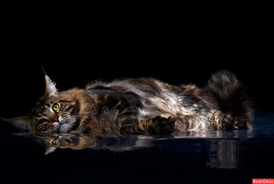 Мейн кун 35 кг