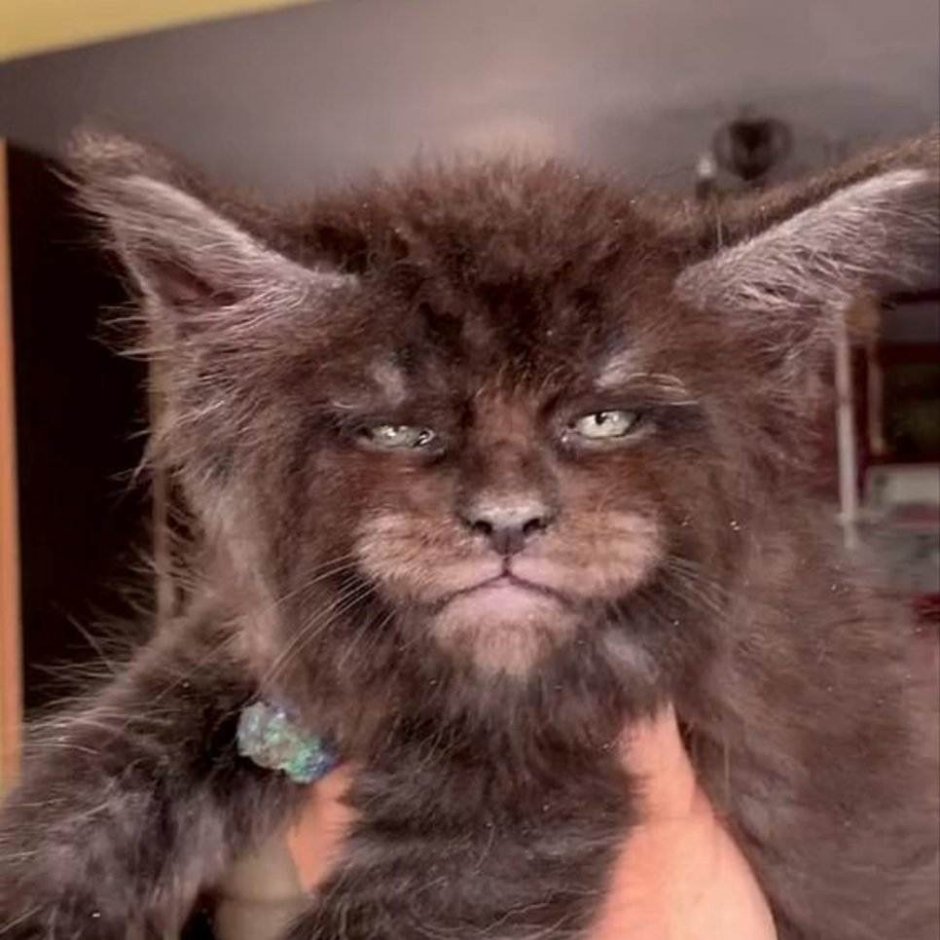 Манчкин и Мейн кун