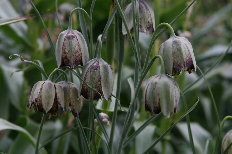 Рябчик Дагана – Fritillaria dagana