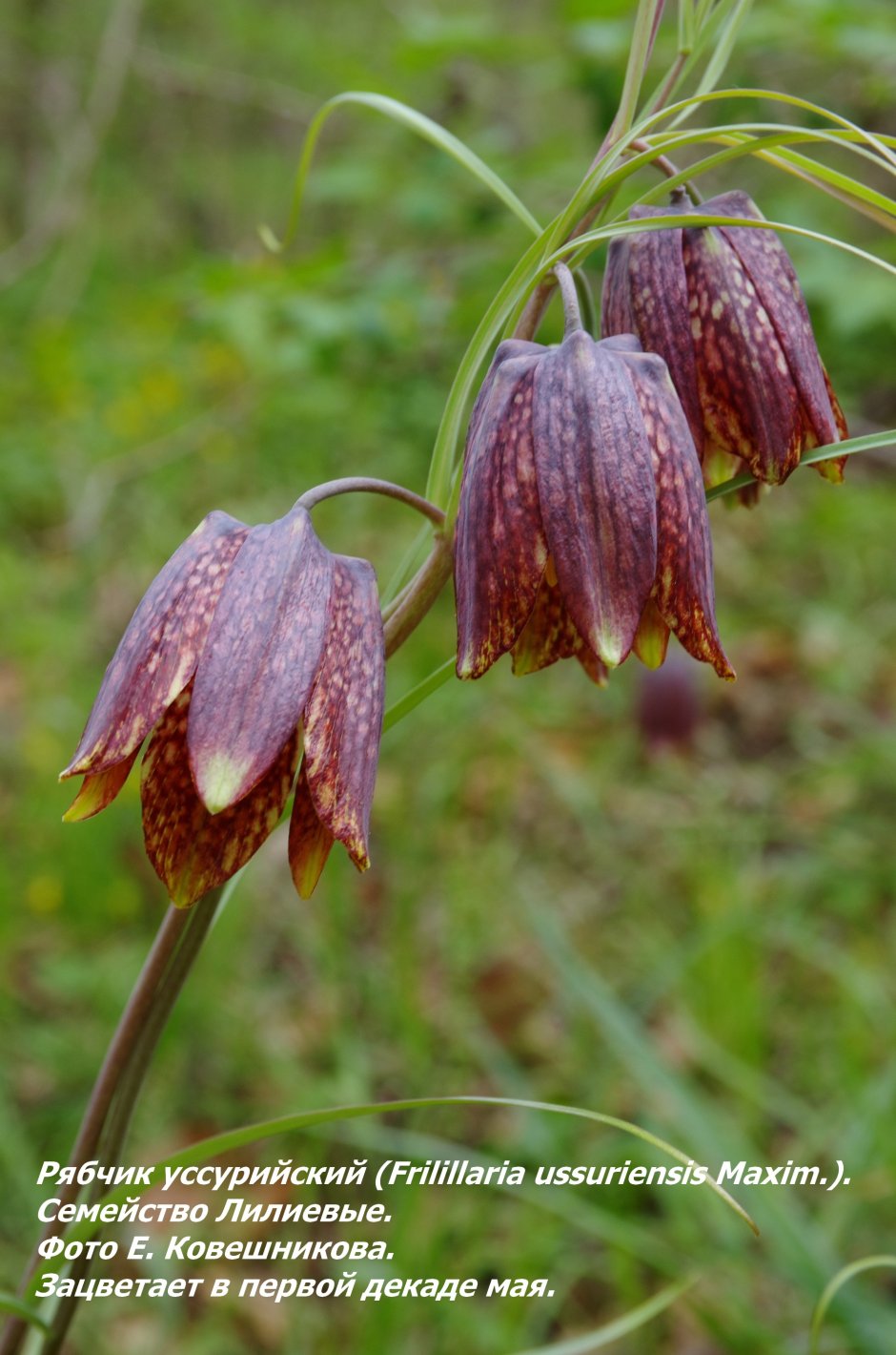 Рябчик Максимовича (Fritillaria maximowiczii)