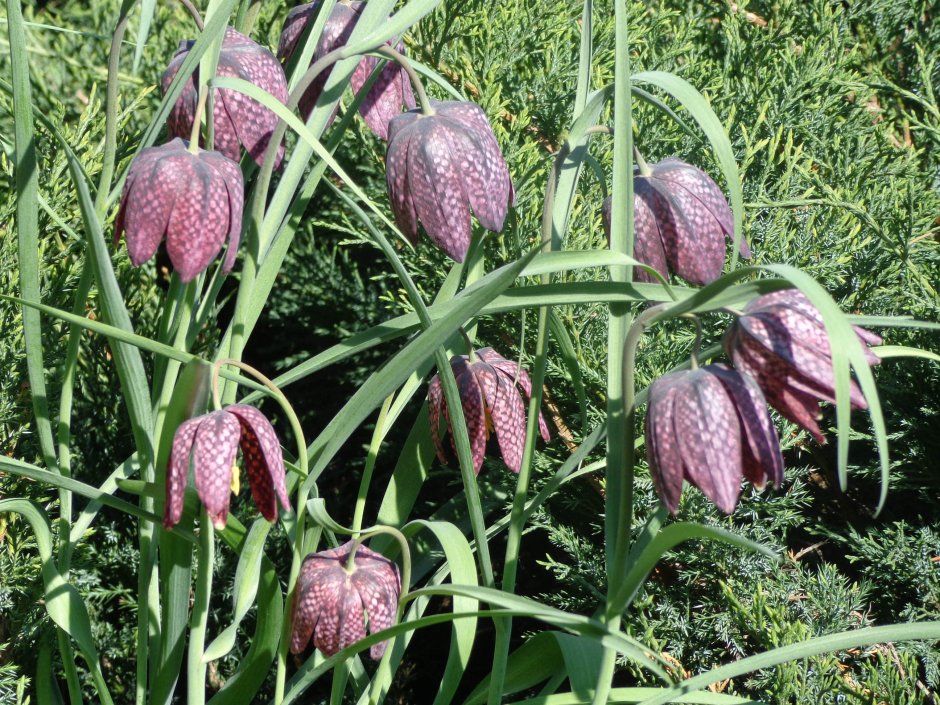 Рябчик кавказский Fritillaria Caucasica