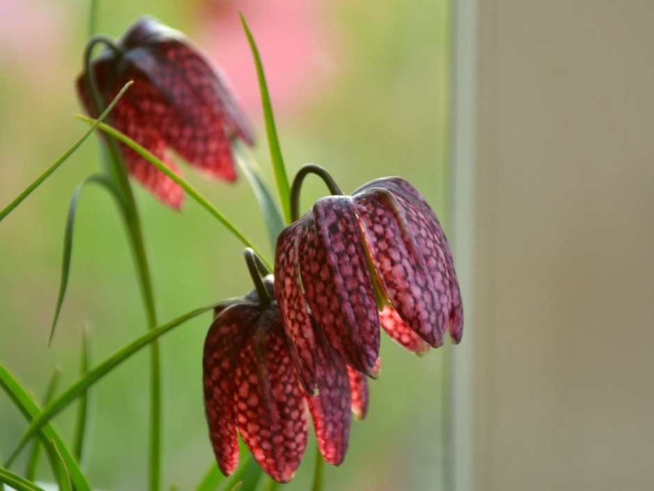 Рябчик малый — Fritillaria meleagroides
