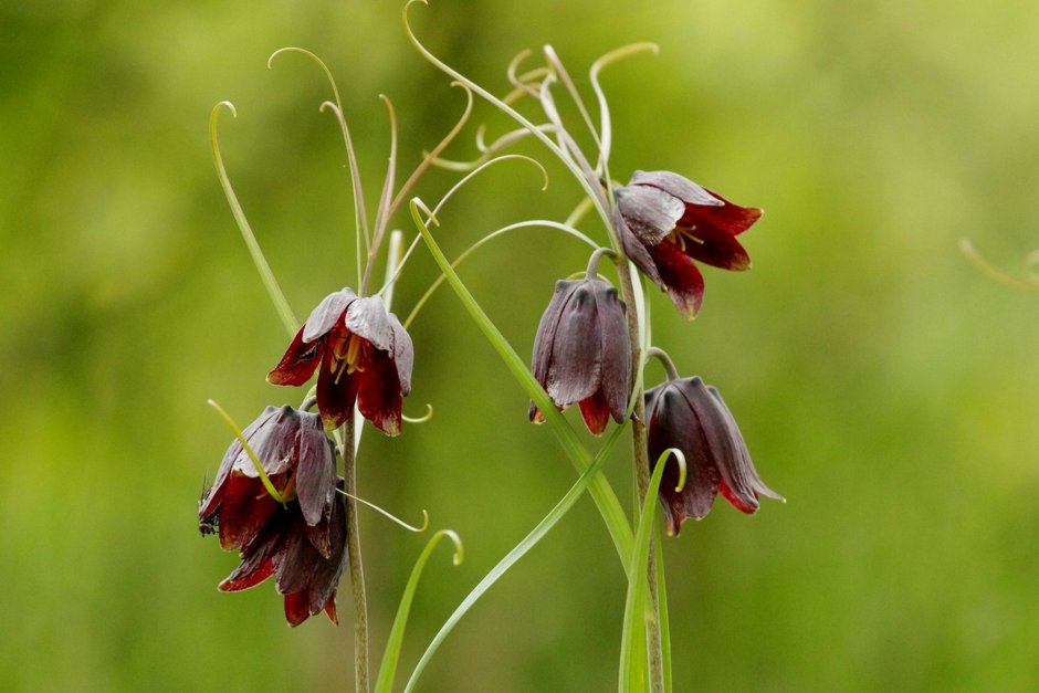 Рябчик русский Fritillaria ruthenica Wikstr.