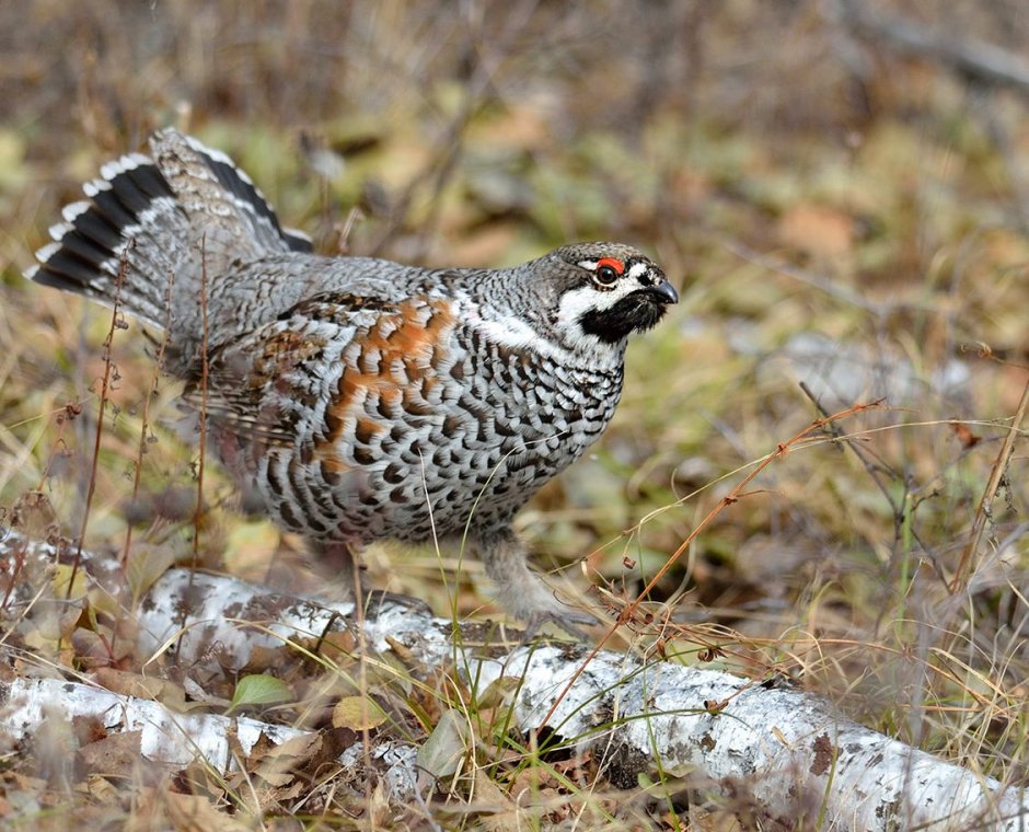Рябчик Tetrastes bonasia