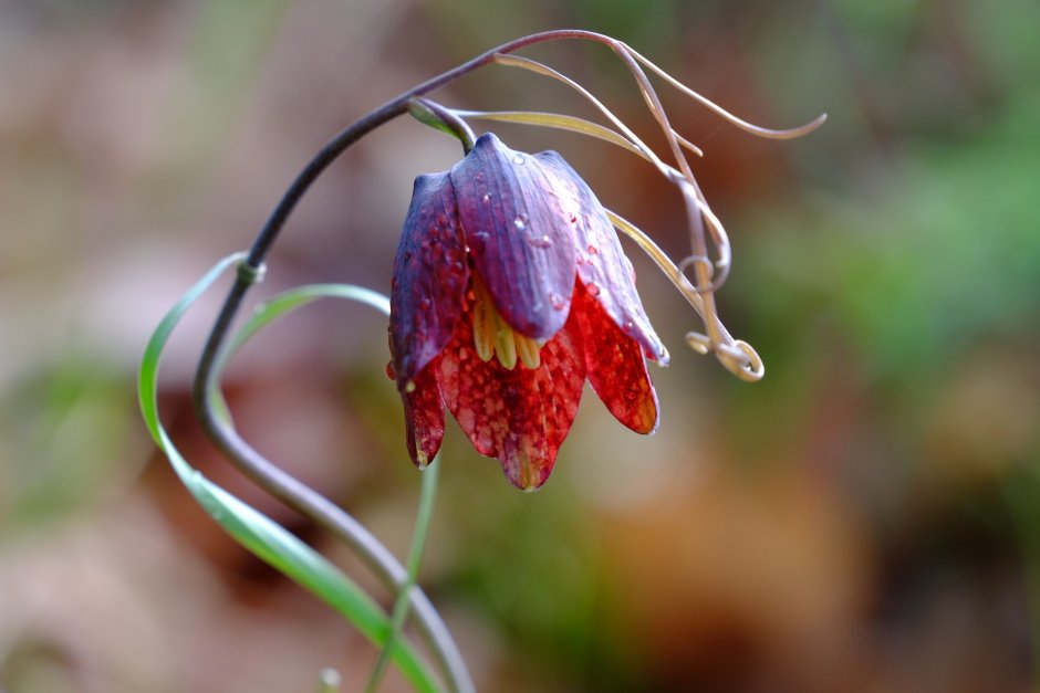 Рябчик русский Fritillaria ruthenica