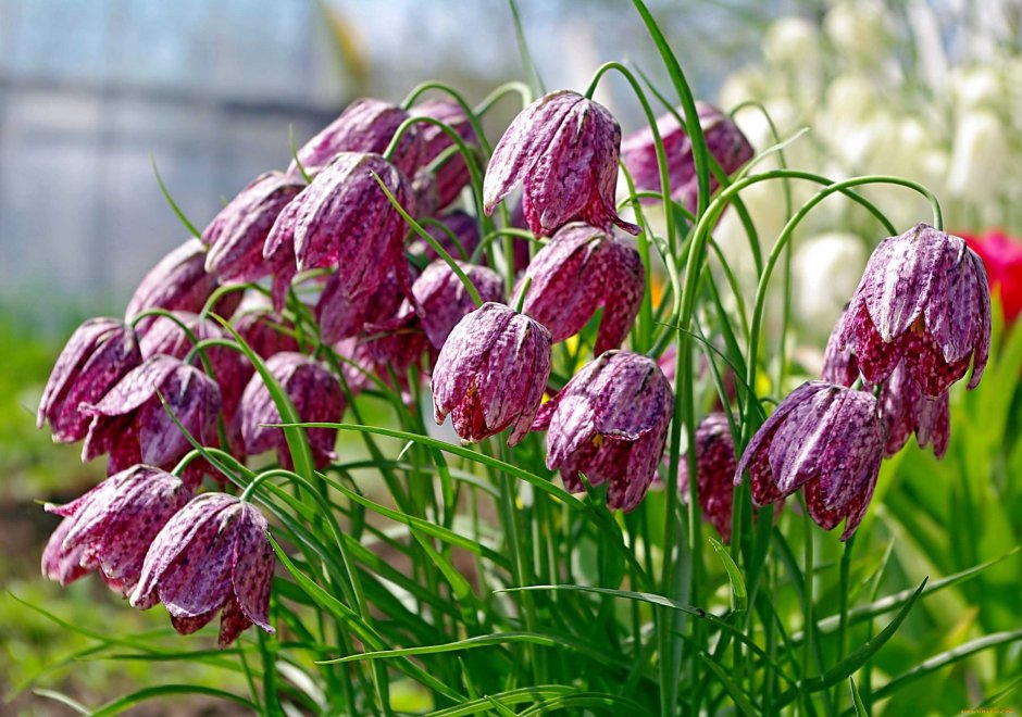 Рябчик русский Fritillaria ruthenica