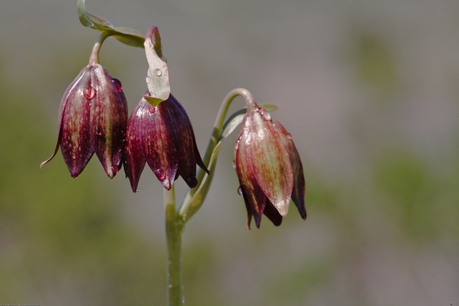 Рябчик biflora