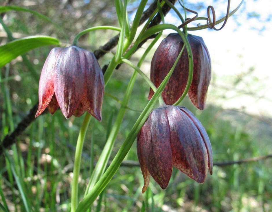 Рябчик русский Fritillaria ruthenica Wikstr.