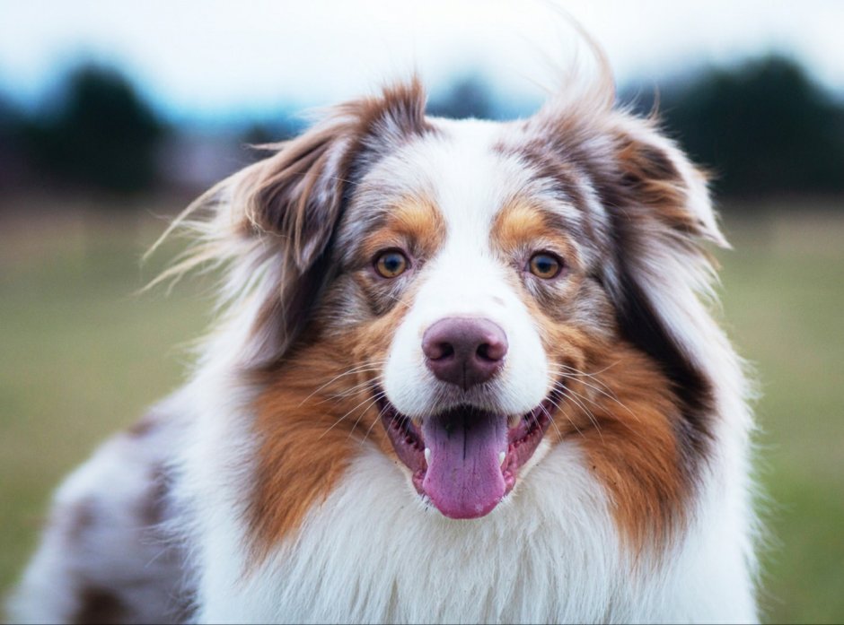 Australian Shepherd собака щенок